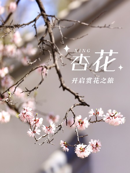 追花指南第六期！杏花雨 楊柳風 北京最美的杏花在這里