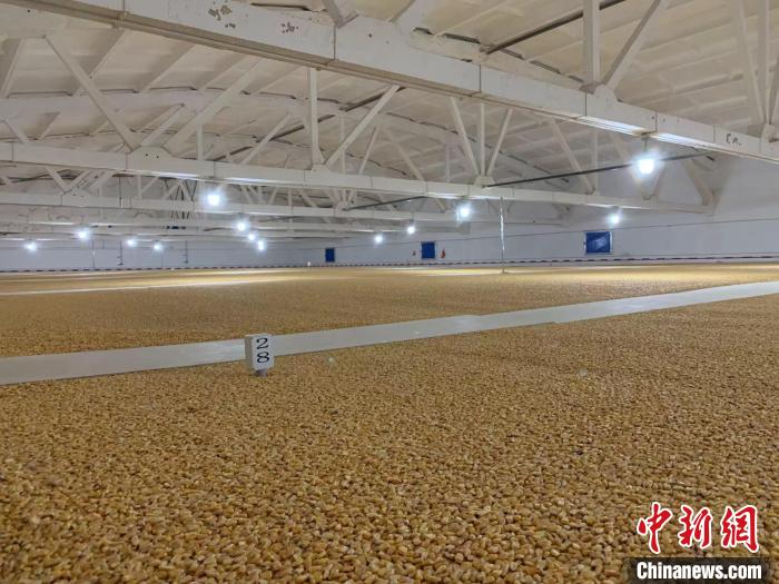 倉內(nèi)清涼干爽、遍地金黃，上千平方米的糧食盡收眼底。　王惠琳 攝