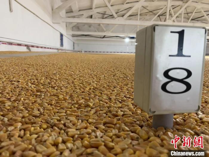 數(shù)千噸的小麥、玉米如同一塊塊被“切平”的巨型蛋糕“鑲嵌”在地面上。　王惠琳 攝