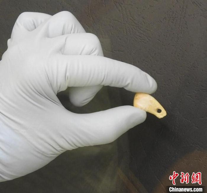 打孔鹿牙墜飾提取DNA后(圖片來自馬克斯·普朗克演化人類學研究所)。　施普林格·自然 供圖