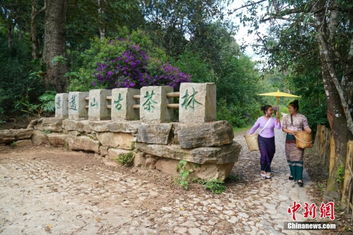 普洱景邁山古茶林文化景觀位于中國云南省普洱市瀾滄拉祜族自治縣惠民鎮(zhèn)。<a target='_blank' href='/' _fcksavedurl='/'><p  align=