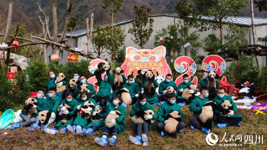 熊貓寶寶賀新春、迎冬奧。李傳有攝