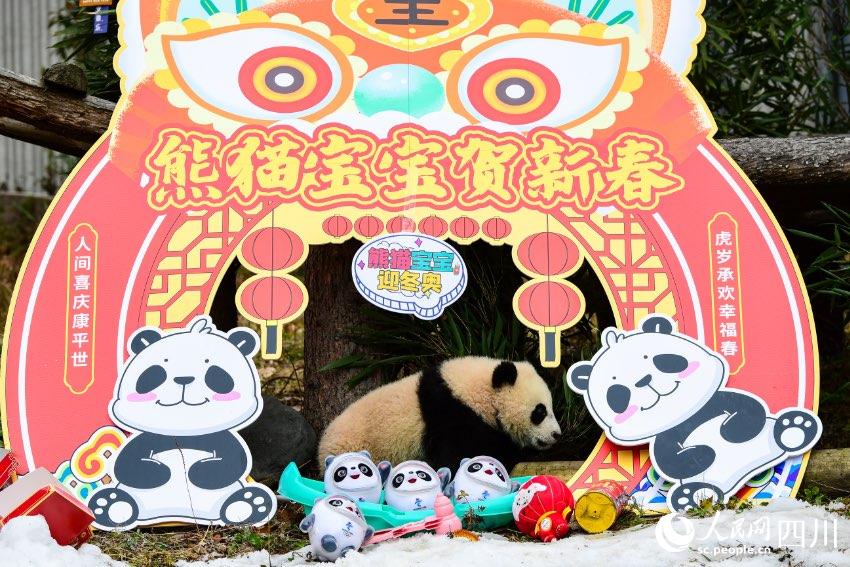 熊貓寶寶賀新春、迎冬奧。李傳有攝