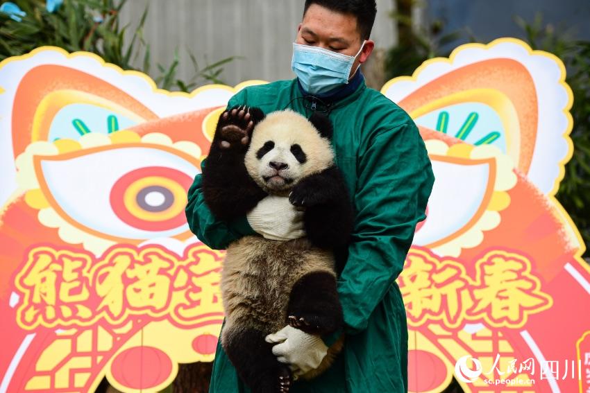 熊貓寶寶賀新春、迎冬奧。李傳有攝