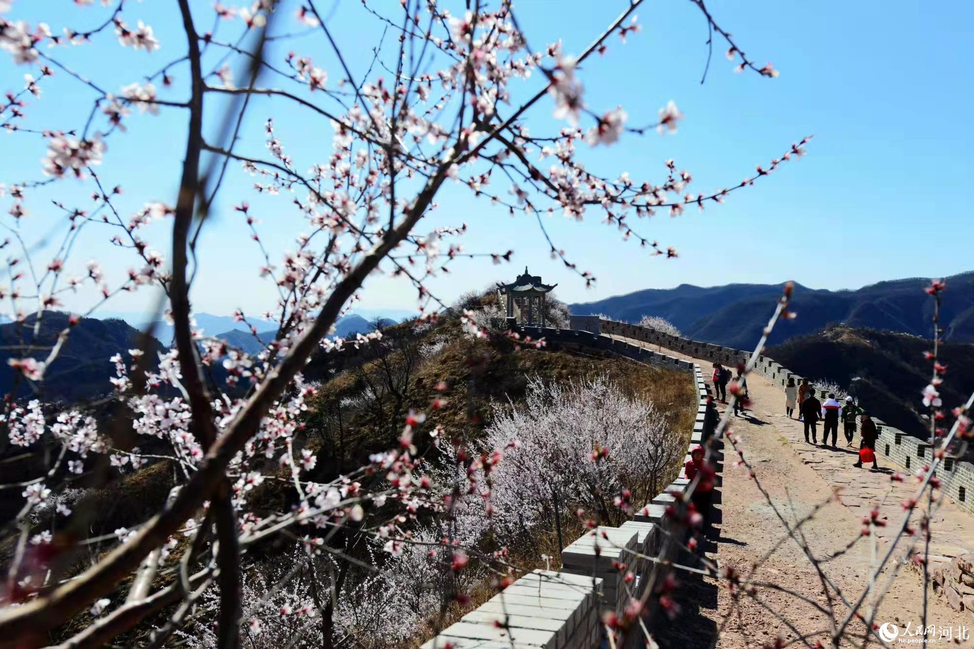 邢臺九龍峽景區鮮花盛開。 馬健攝
