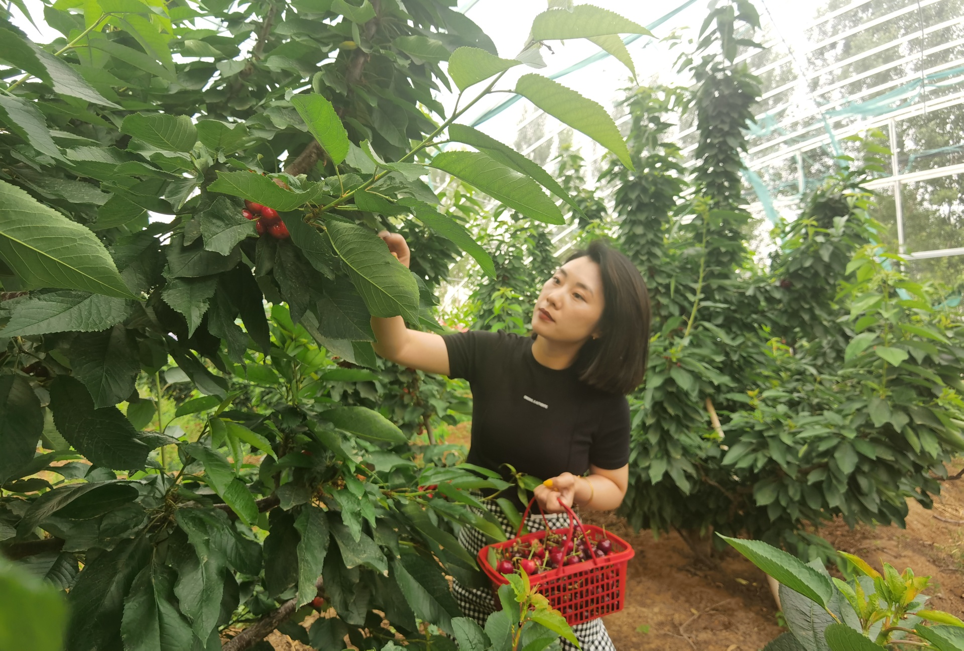 穿行林間，游客摘下一串串“紅瑪瑙”，感受鄉(xiāng)村別樣風景。 劉柯旋攝