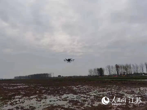 勝利圩高標準農田進行無人機水稻播種。陽江鎮供圖