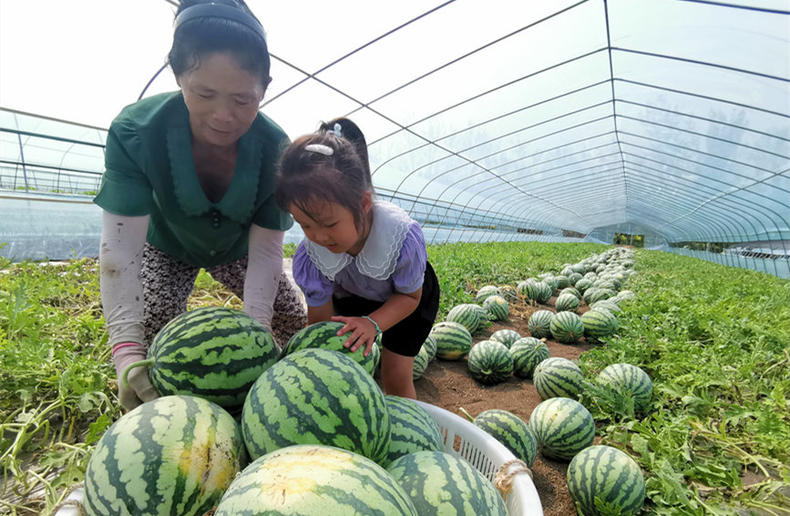 在北辰區雙街鎮的西瓜種植基地內，種植農戶們正忙著采收。陳立興攝