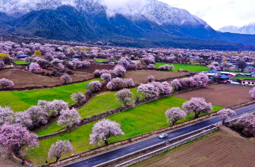 波密縣傾多鎮(zhèn)如納村盛開的桃花。徐馭堯攝