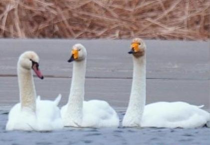 圖為疣鼻天鵝與大天鵝。　青海國家公園觀鳥協會供圖 攝