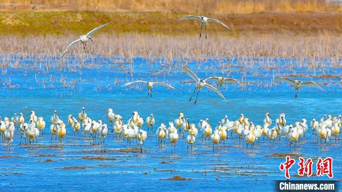 沿海濕地，鳥類天堂?！←}城市委宣傳部供圖