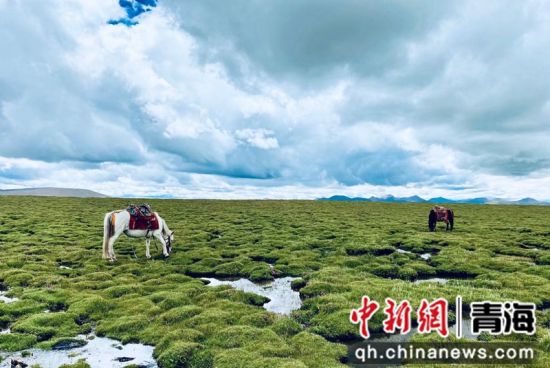 圖為長江南源沼澤濕地。李江寧攝