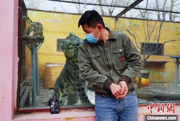 圖為雪豹“奶爸”史壽軍直播休息時與雪豹互動?！●R銘言 攝