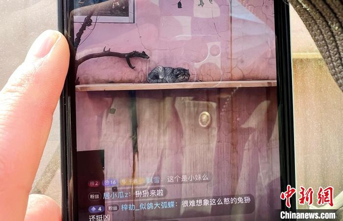圖為雪豹“奶爸”史壽軍正在直播?！●R銘言 攝