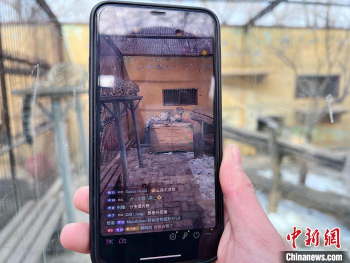 圖為雪豹“奶爸”史壽軍正在直播?！●R銘言 攝