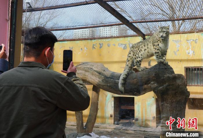 圖為雪豹“奶爸”史壽軍正在直播?！●R銘言 攝