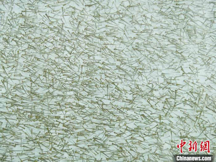 圖為密集培育的魚苗?！?zhí)砀?攝