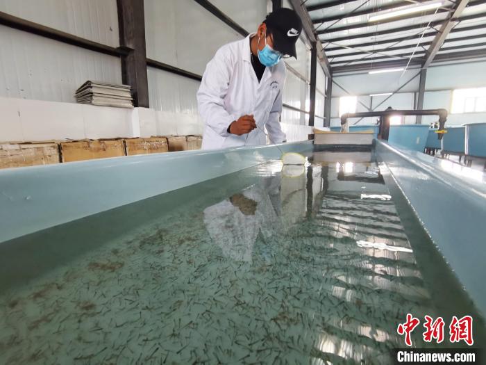 圖為工作人員檢查魚苗?！?zhí)砀?攝