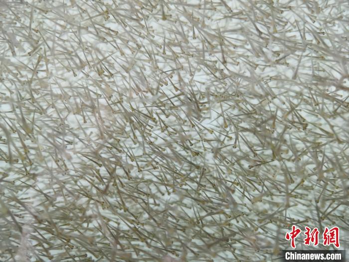圖為密集分布的魚苗。　張?zhí)砀?攝