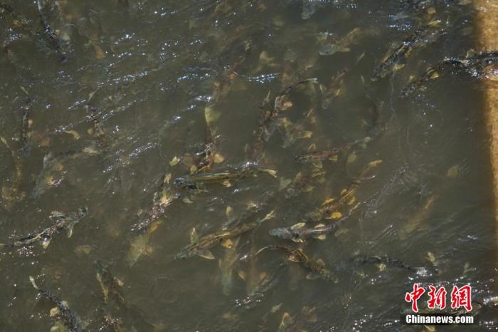資料圖：圖為今年5月底到8月初，青海湟魚洄游產卵 馬銘言攝