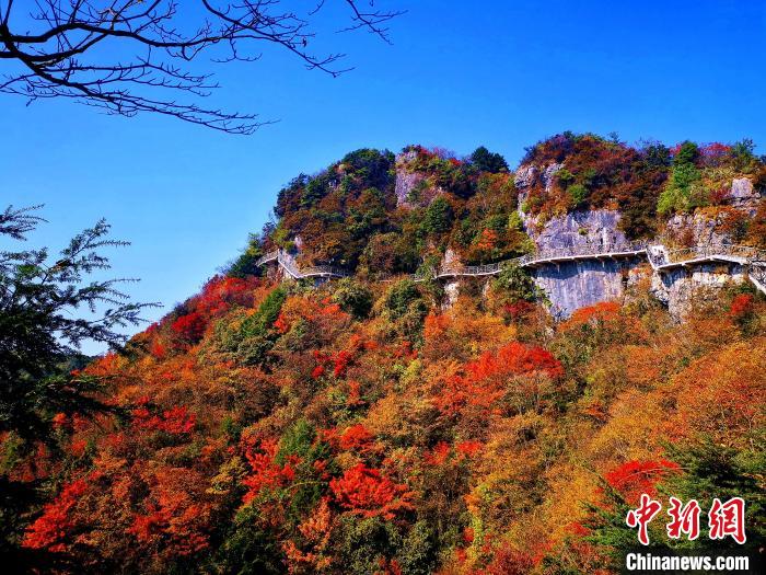 巴山大峽谷漫天紅葉?！埰?攝
