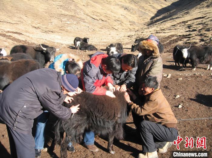 資料圖為研究團(tuán)隊(duì)在青南高原地區(qū)開(kāi)展了牦牛寄生蟲(chóng)病流行病學(xué)和防治技術(shù)研究?！?青海省畜牧獸醫(yī)科學(xué)院供圖