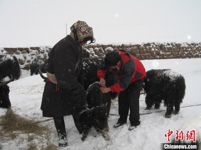 資料圖為研究團(tuán)隊(duì)在達(dá)日縣檢查牛背部皮蠅幼蟲(chóng)感染情況?！?青海省畜牧獸醫(yī)科學(xué)院供圖