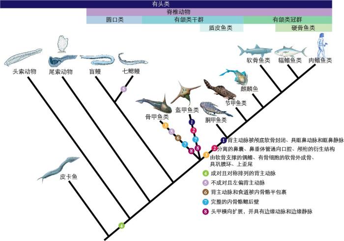 一些關鍵特征在脊索動物中的演化。　孟馨媛 繪圖 攝