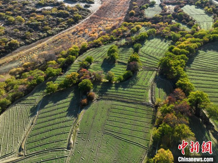圖為11月8日，雅魯藏布江畔的高原梯田?！《拘?攝