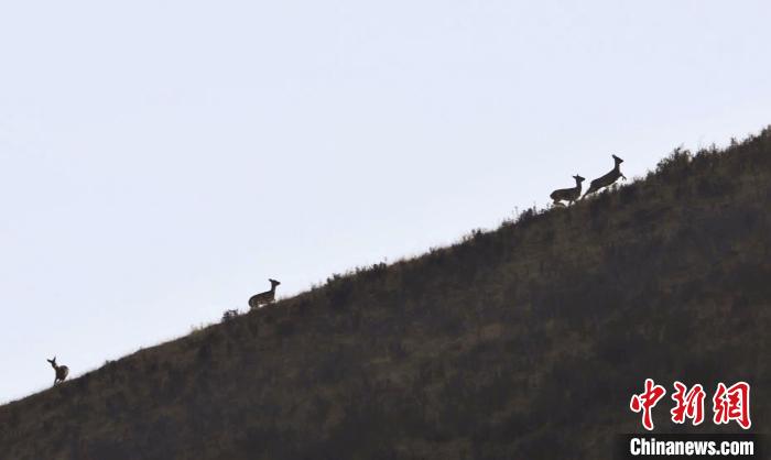 圖為狍鹿在山坡上漫步。　才項(xiàng)南加 攝