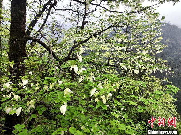 山谷兩側(cè)高大繁茂的珙桐樹。　呂楊 攝