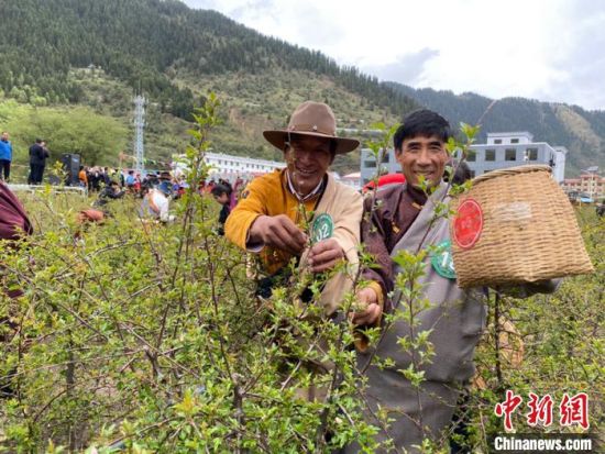 圖為當(dāng)?shù)剞r(nóng)牧民進行藏雪茶采摘比賽。　王劍輝 攝