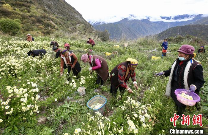“落戶”黑水的杭白菊。桐鄉市宣傳部提供