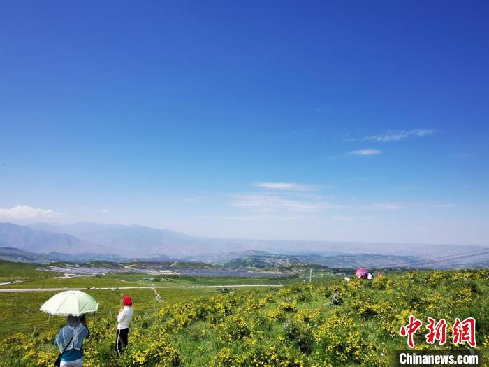 2020年07月07日拍攝于臨夏州積石山縣境內(nèi)，生態(tài)環(huán)境逐漸恢復(fù)，小黃花開遍山間。(資料圖) 殷春永 攝