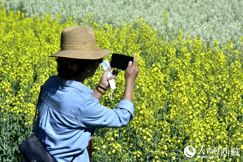大片油菜花吸引游客到來(lái)。人民網(wǎng) 李海霞攝