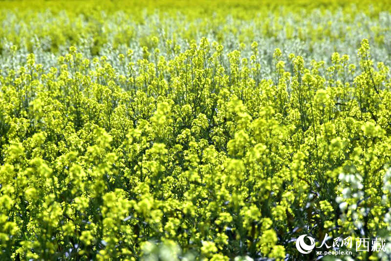 盛開(kāi)的小油菜花。人民網(wǎng) 李海霞攝