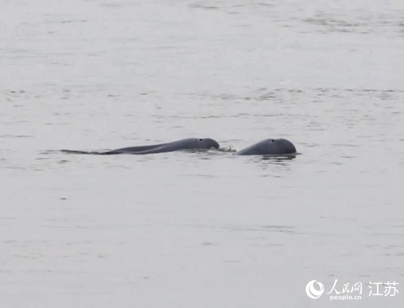 在南京長(zhǎng)江新濟(jì)洲國(guó)家濕地公園拍到的江豚。人民網(wǎng)記者 王丹丹攝