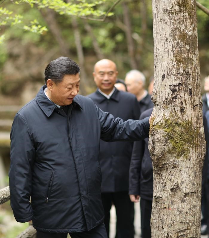 2020年4月20日，中共中央總書記、國家主席、中央軍委主席習近平在陜西考察調(diào)研。這是習近平在位于商洛市柞水縣的秦嶺牛背梁國家級自然保護區(qū)，考察秦嶺生態(tài)保護情況。 新華社記者 鞠鵬 攝
