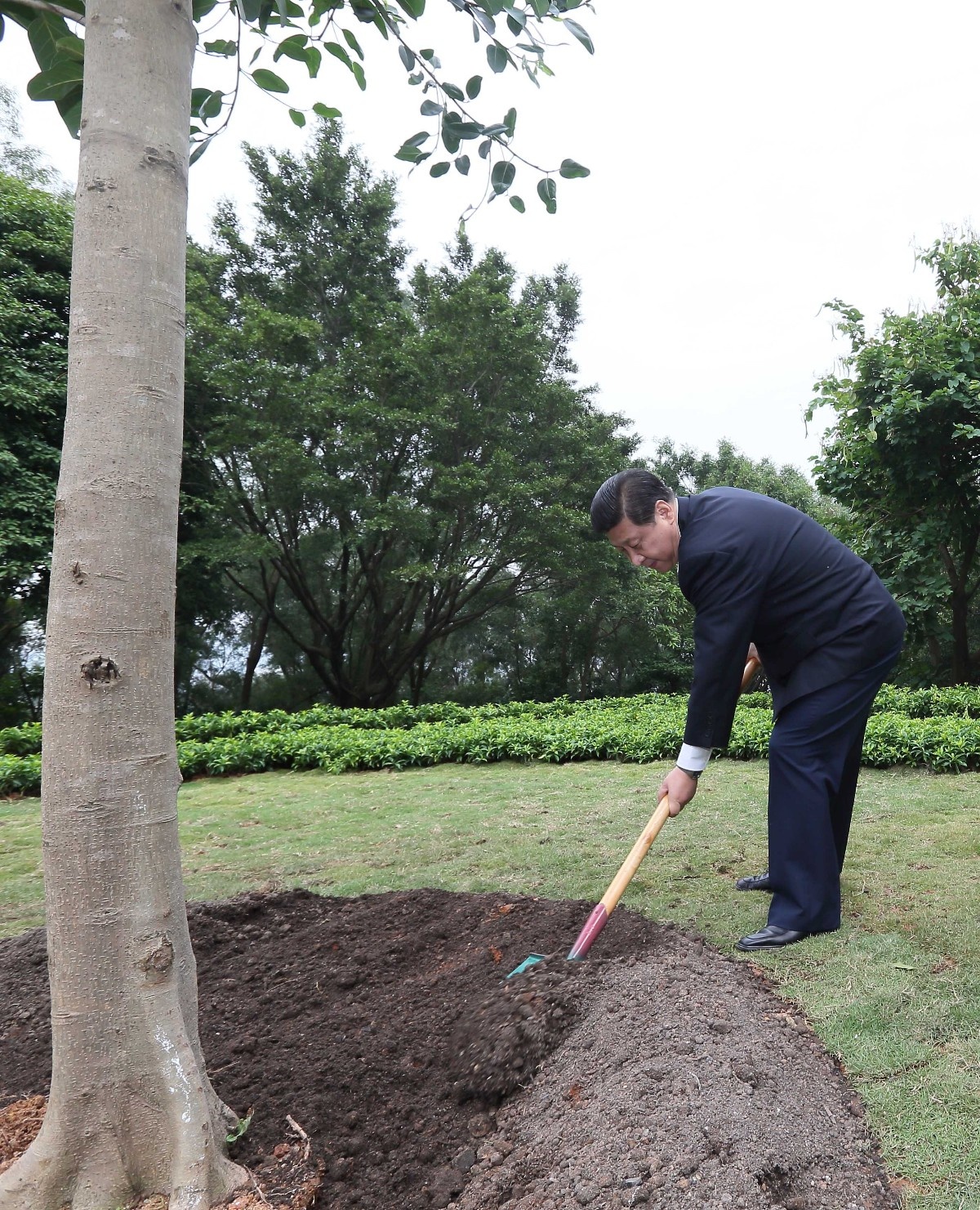 2012年12月8日，習(xí)近平在深圳蓮花山公園種下一棵高山榕樹。