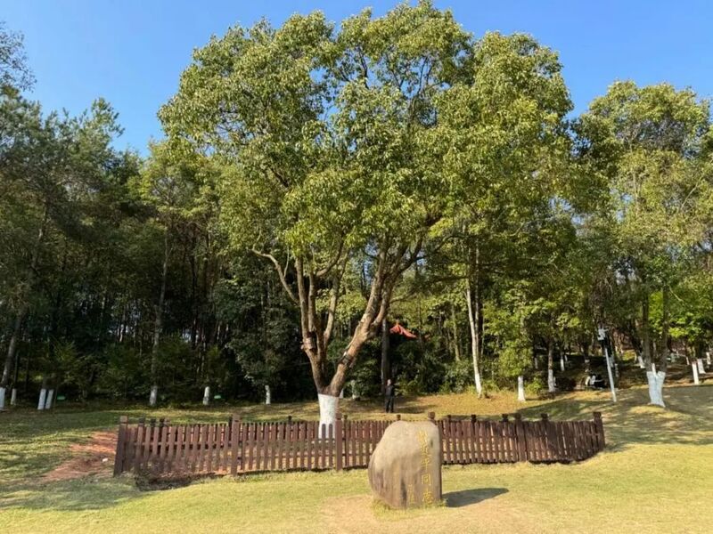 習近平同志為福建省長汀縣水土保持科教園捐種的香樟樹。圖源：學習時報