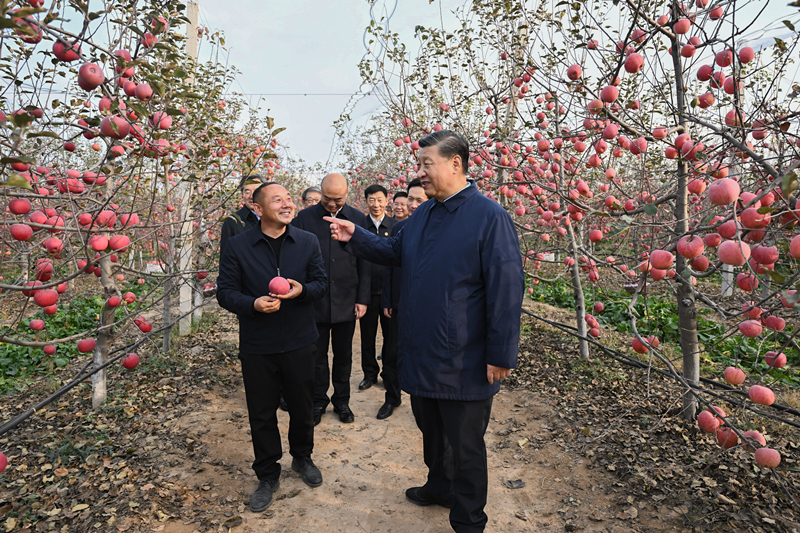 2022年10月26日，習近平總書記在陜西省延安市安塞區高橋鎮南溝村的蘋果園里同老鄉們親切交流。