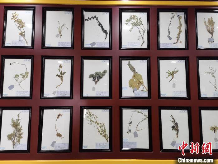 穿越時空來這里感受高原藏醫藥的魅力