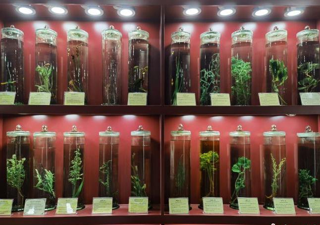 圖為藏藥藥材標本。　張海雯 攝.jpg