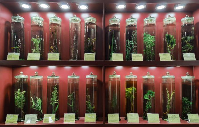 圖為藏藥藥材標本。???張海?? ??.jpg