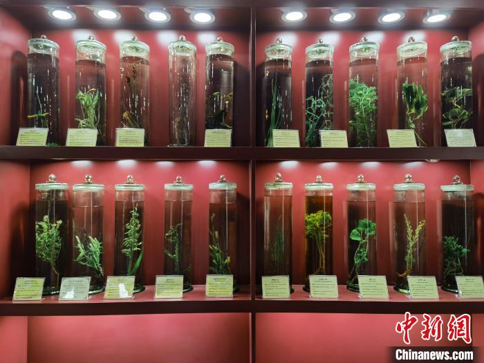 圖為藏藥藥材標本。　張海雯 攝.jpg