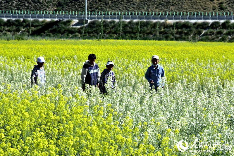 小孩在油菜花田嬉戲。人民網(wǎng) 李海霞攝