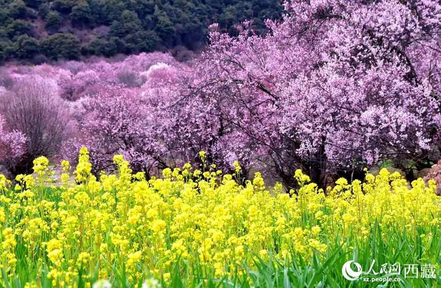 桃花與油菜花勾勒出別樣風景。 人民網 李海霞攝