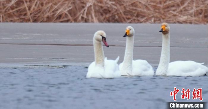 圖為疣鼻天鵝與大天鵝。　青海國家公園觀鳥協(xié)會供圖 攝