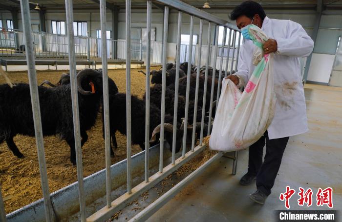 圖為飼養員給黑藏羊喂食。　馬銘言 攝