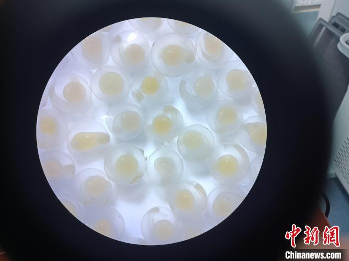 圖為顯微鏡下的魚卵。　青海湖裸鯉救護(hù)中心 供圖